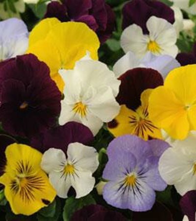 Pansy Cool Wave® Mix